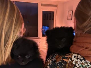 Pomeriaan honden Speels & Lief Pomeriaan Reutje en Teefje! - Advertentie 4