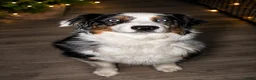 Australian Shepherd honden te koop: Super leuke Ausie pups - Advertentie 14
