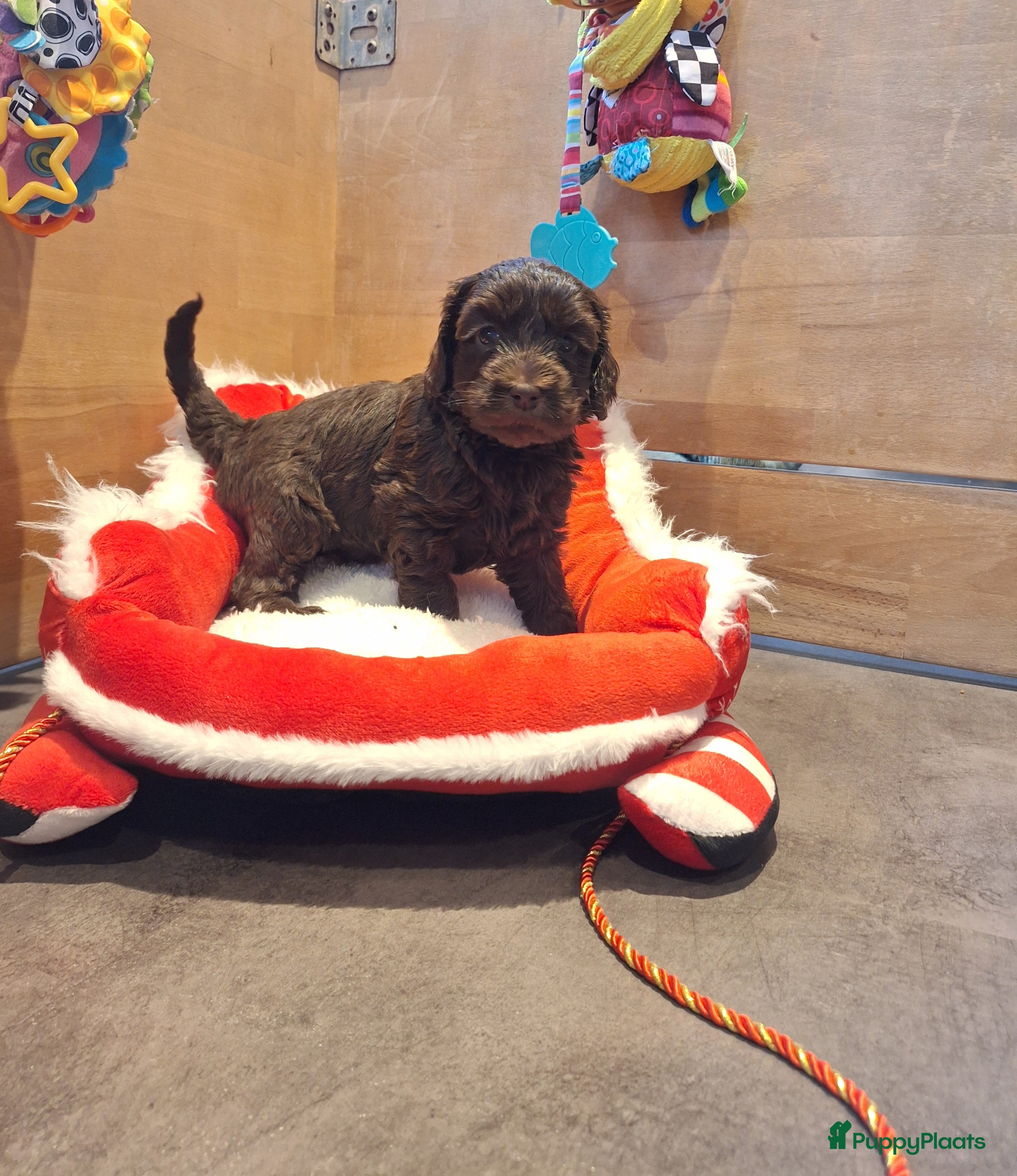 Kruising honden Australian labradoodle pups - Advertentie 1