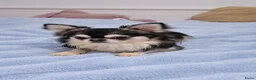 Chihuahua honden ter dekking: Chihuahua dekreu - Advertentie 5