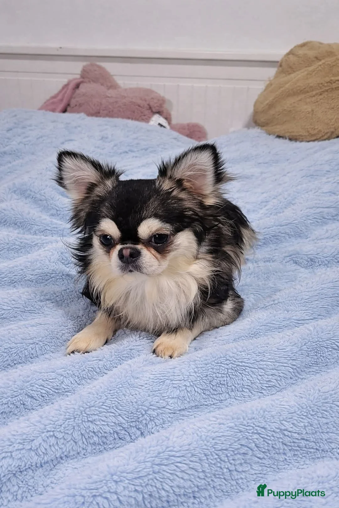 Chihuahua honden ter dekking: Chihuahua dekreu - Advertentie 5
