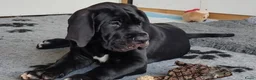 Duitse Dog honden te koop: Duitse Doggen pups in Koewacht - Advertentie 11