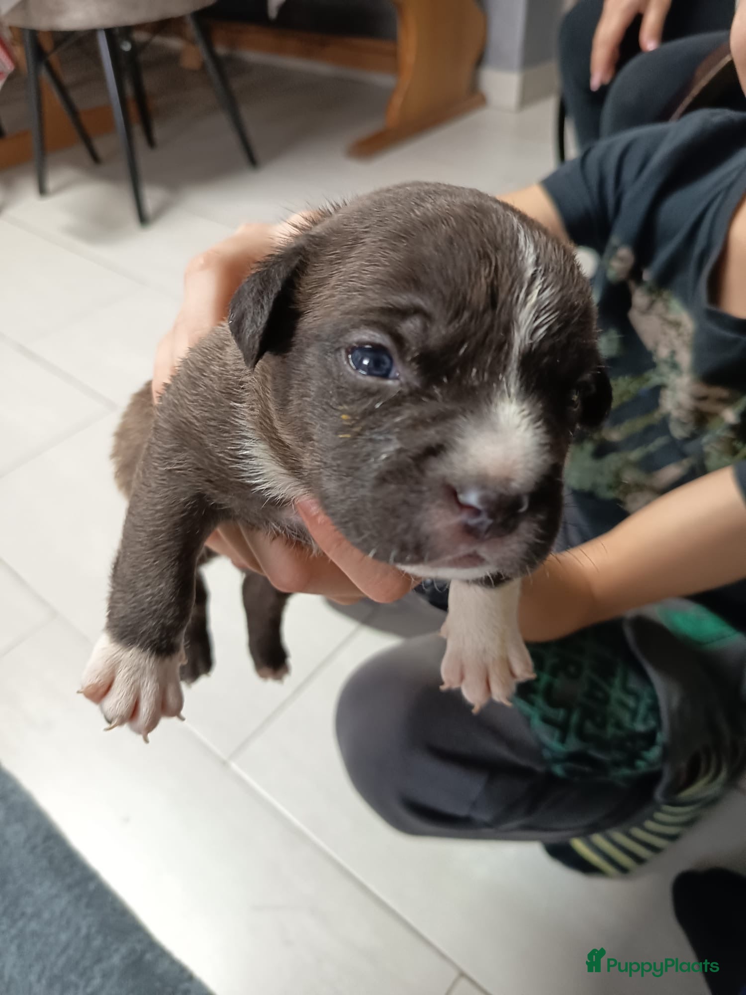 Amerikaanse Bully honden Amerikaanse Bully-puppy's  - Advertentie 5