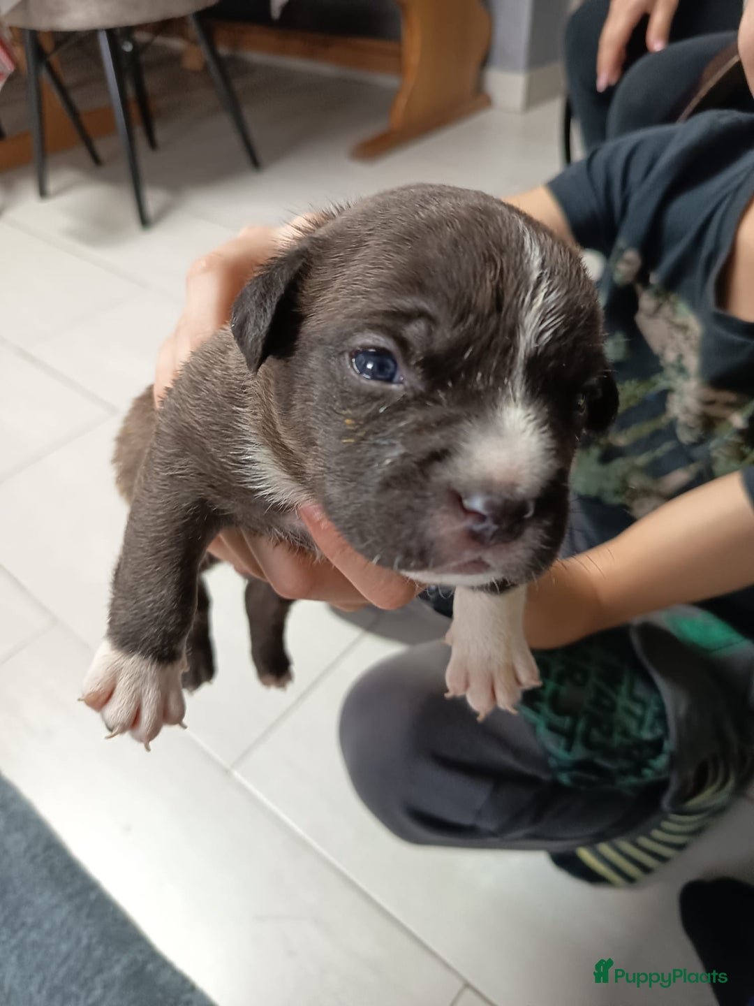 Amerikaanse Bully honden te koop: Amerikaanse Bully-puppy's  - Advertentie 1