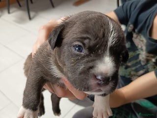 Amerikaanse Bully honden Amerikaanse Bully-puppy's - Advertentie 2