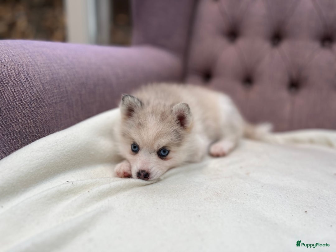 Pomsky honden te koop: Super mooie Pomsky puppy’s  - Afbeelding 8