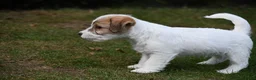 Jack Russel Terriër honden te koop: Jack Russell terrier met stamboom  - Advertentie 3