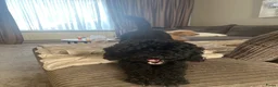 Kruising honden te koop: Toy poedel pups - Advertentie 1