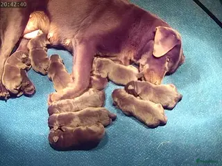 Labrador Retriever honden Prachtige bruine labrador pups met stamboom - Advertentie 1