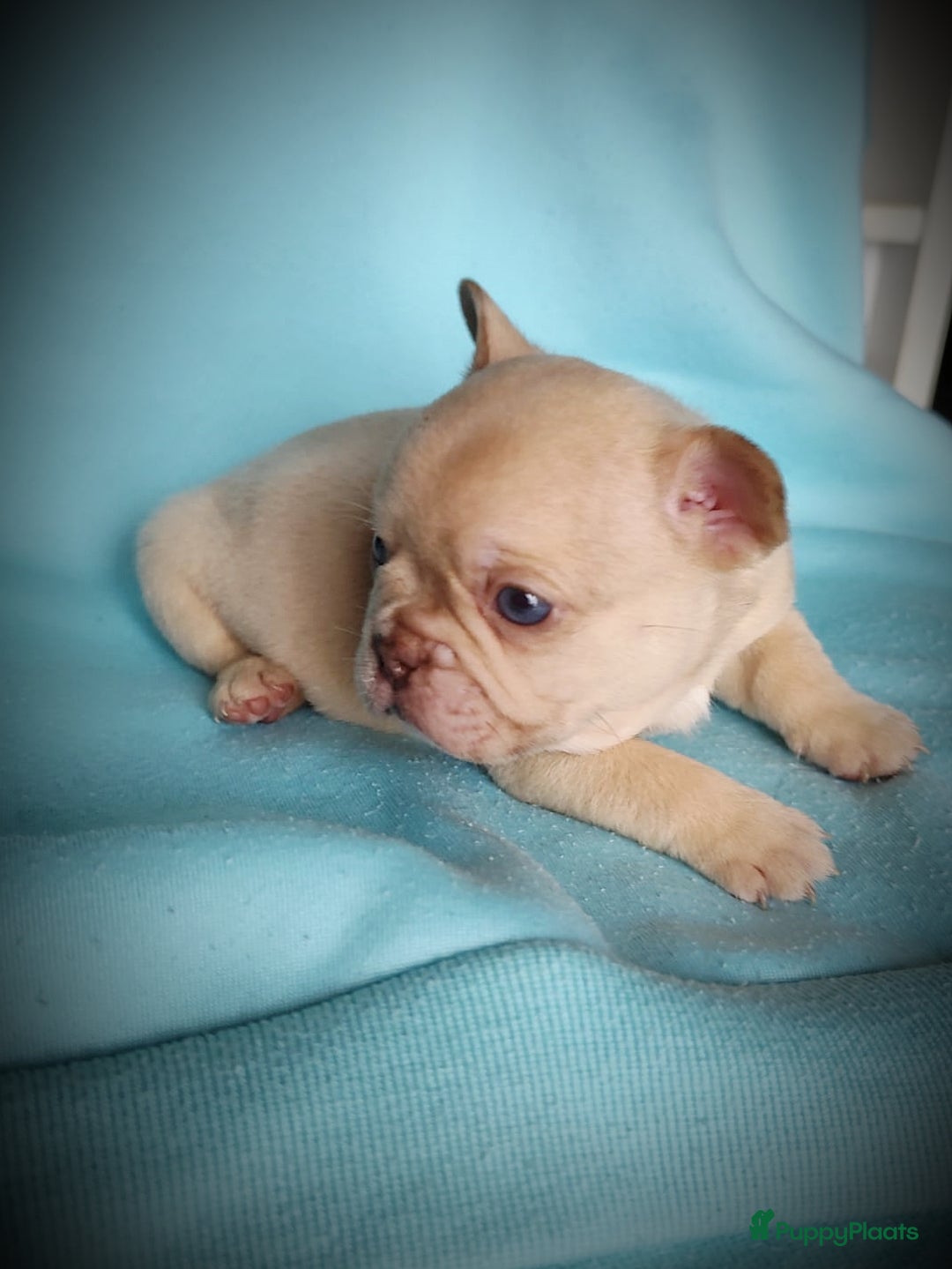 Franse Bulldog honden te koop: Franse bulldog pups - Advertentie 2