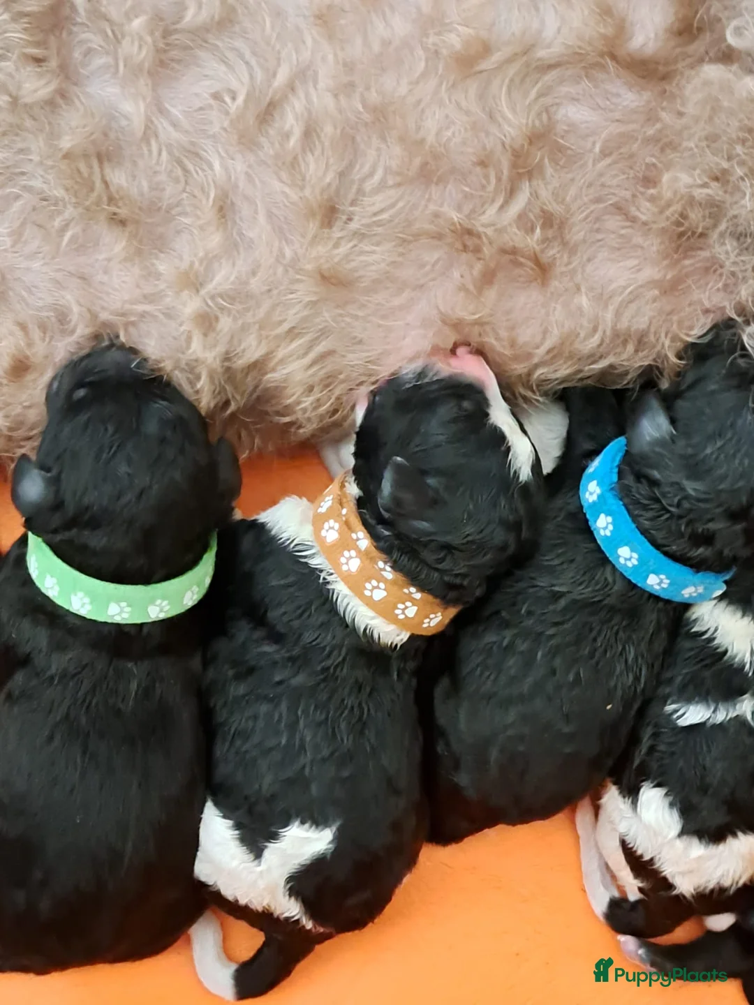 Barbet honden te koop: Franse waterhond - Barbetpups - Advertentie 11