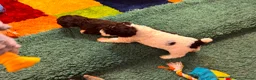 Spaanse Waterhond honden te koop: Spaanse Waterhond pups - Advertentie 13
