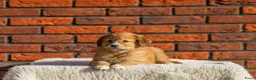 Kruising honden te koop: Super gesocialiseerde Toller x Austrlian shepherd  - Advertentie 7