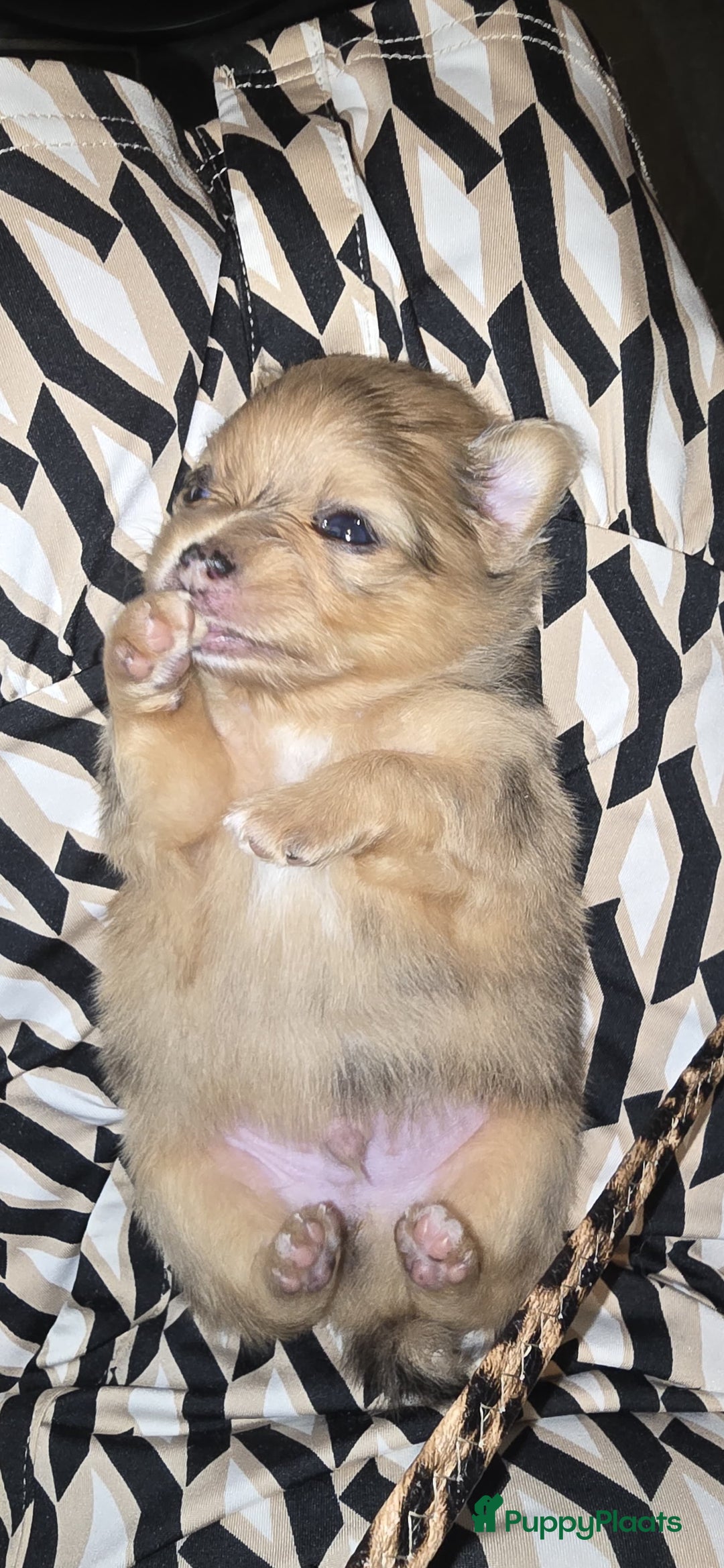 Pomchi honden te koop: Mooie pomchi puppy's - Afbeelding 1