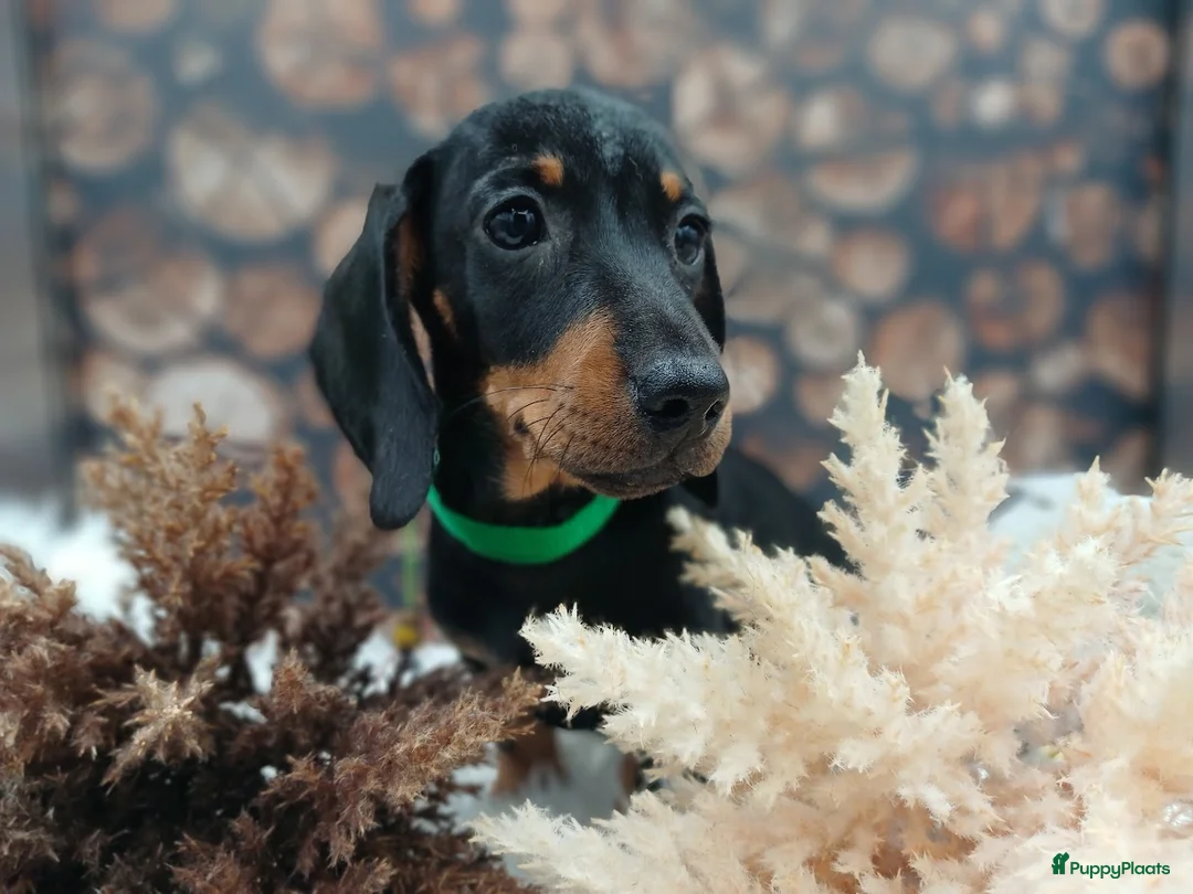 Teckel (korthaar)  honden te koop: Teckel reutjes Black and Tan - Advertentie 16