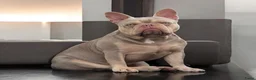 Franse Bulldog honden te koop: Franse Bulldog pups Lionheart Bloodline  - Advertentie 7