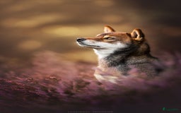 Shiba honden te koop: Shiba Inu pups met FCI stamboom - Afbeelding 22