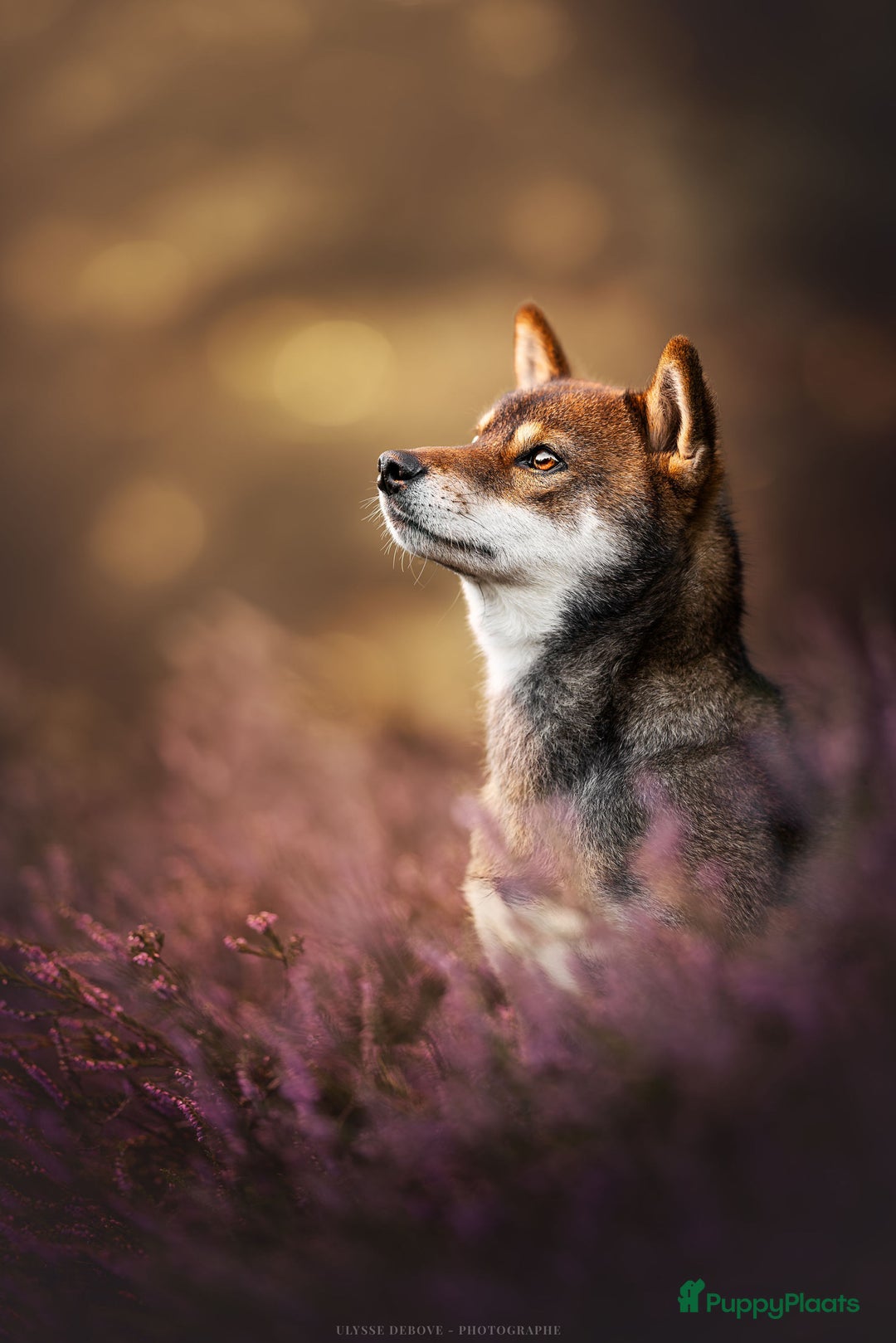 Shiba honden te koop: Shiba Inu pups met FCI stamboom - Afbeelding 9