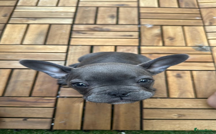 Franse Bulldog honden - Advertentie 10