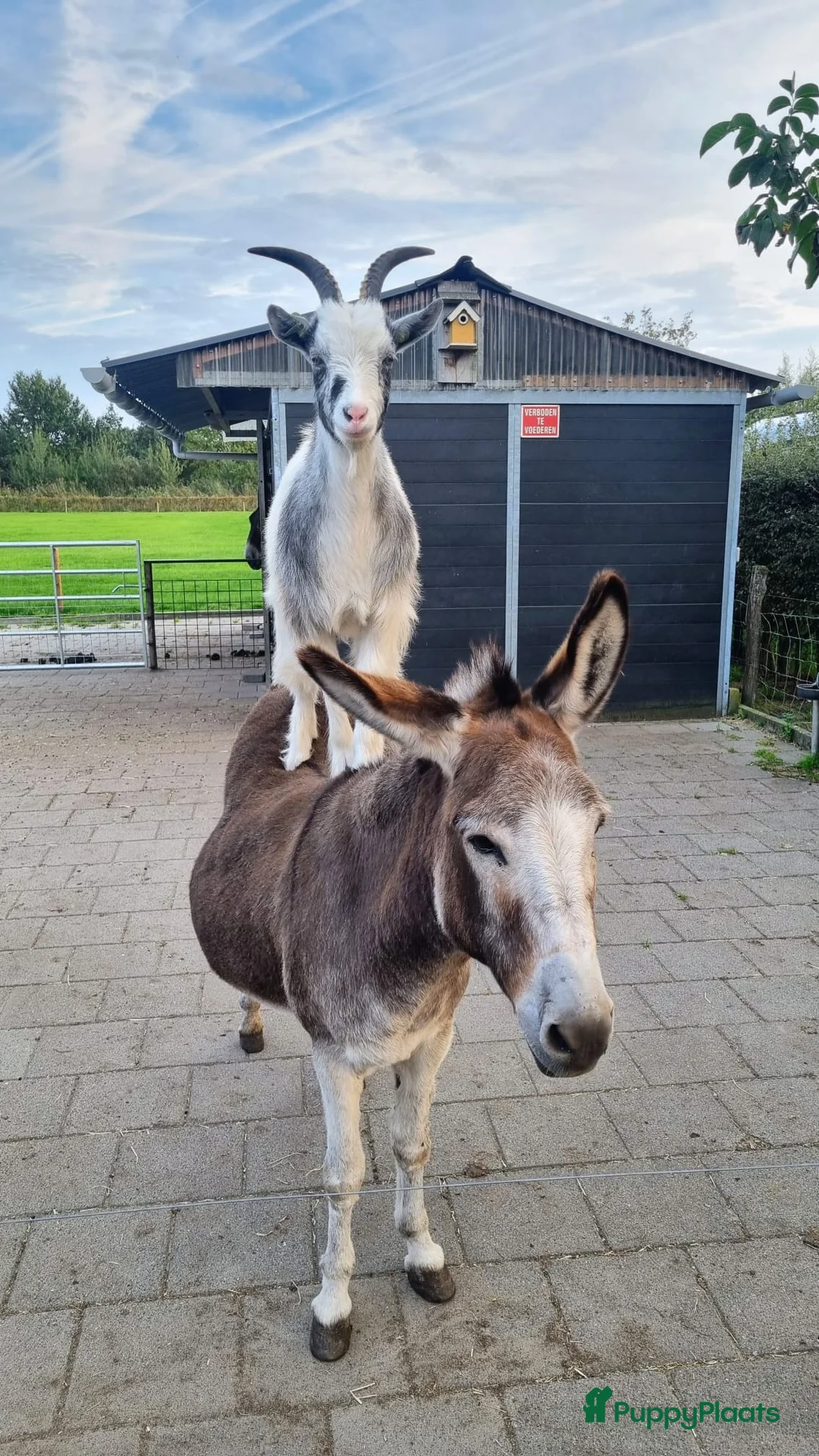 Galerij afbeelding {{count}}