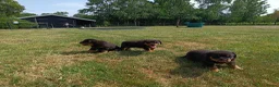 Rottweiler honden te koop: Prachtige Rottweiler Teefjes - Advertentie 1
