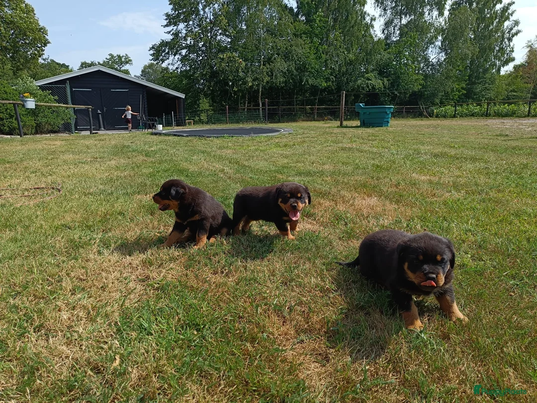 Rottweiler honden te koop: Prachtige Rottweiler Teefjes - Advertentie 1