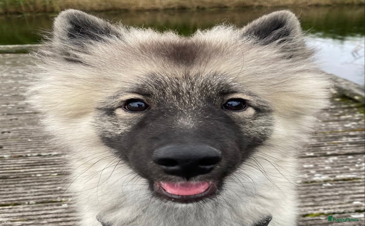 Keeshond honden - Advertentie 3