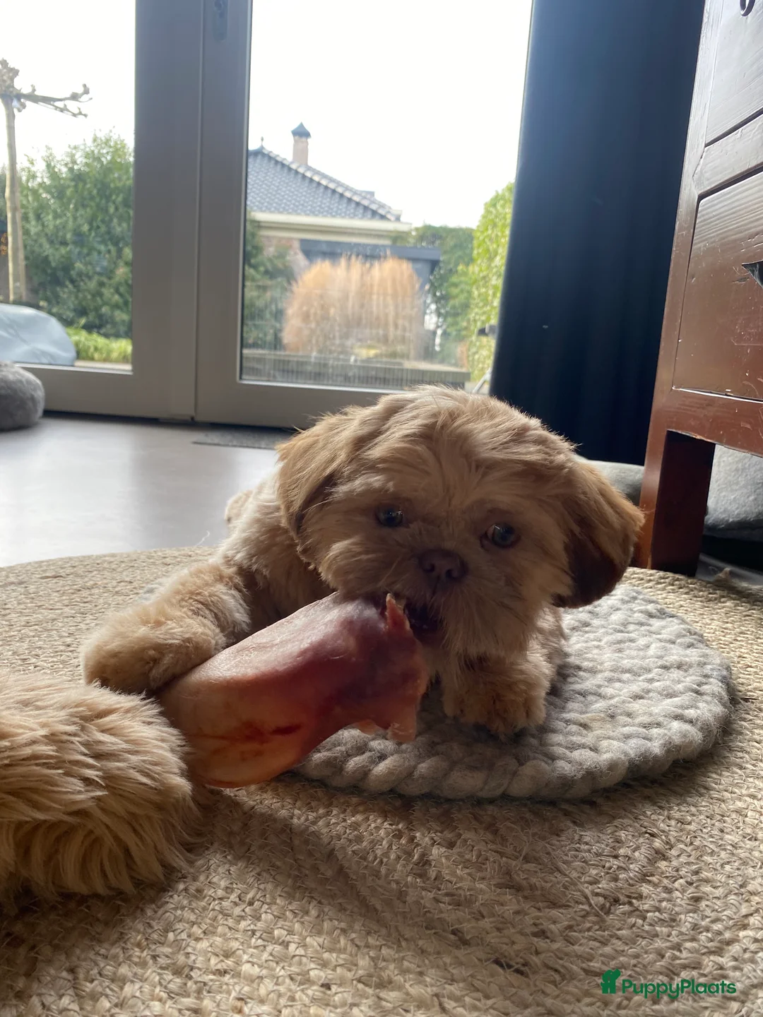 Shih Tzu honden te koop: Shih tzu 23 weken oud in Hoogeveen - Advertentie 2