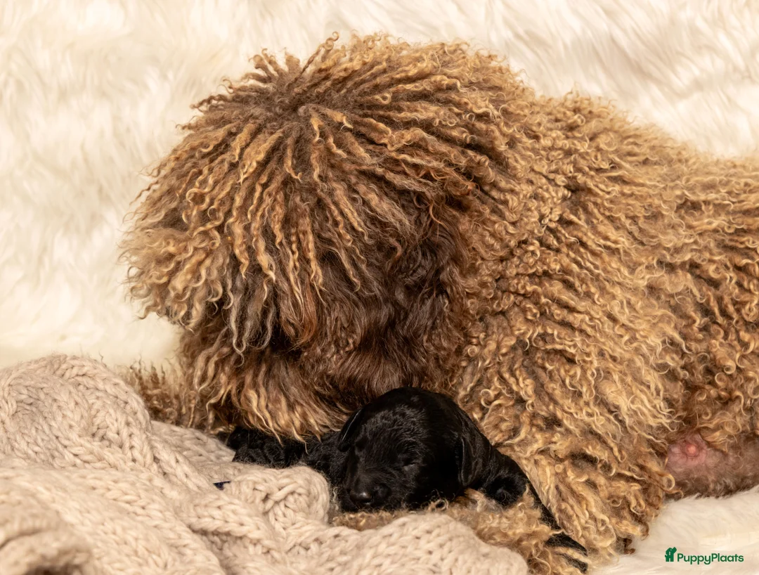 Spaanse Waterhond honden te koop: Spaanse Waterhond Puppy - Advertentie 4