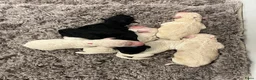 Labradoodle honden te koop: Labradoodle - Advertentie 12