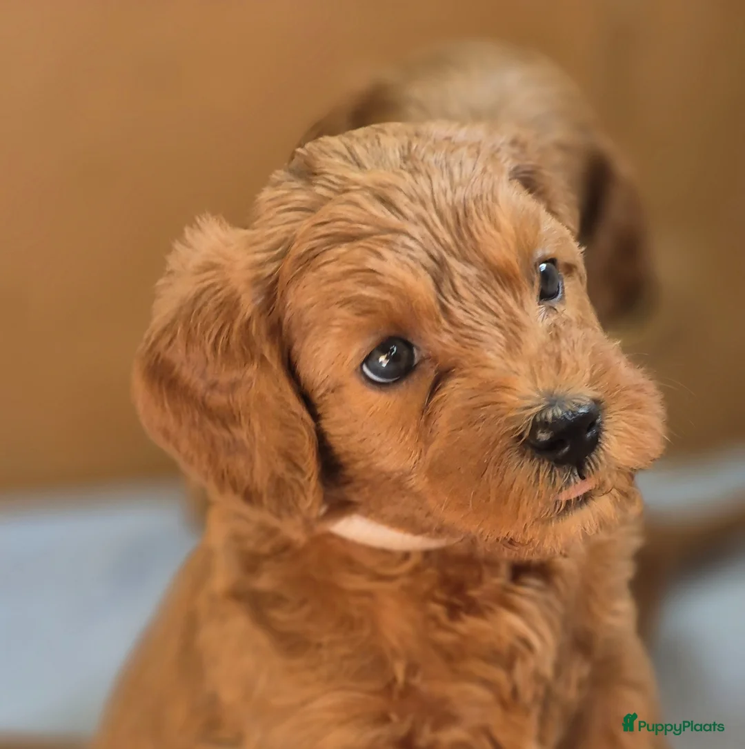 Kruising honden te koop: Labradoodle pups (kleine medium) - Advertentie 1