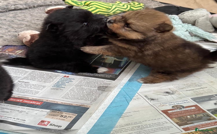 Pomeriaan honden - Advertentie 3