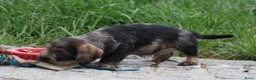 Ruwhaar Teckel honden te koop: Teckel pups ruwhaar - Advertentie 20