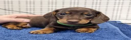 Teckel (korthaar)  honden te koop: Kortharige dwergteckel pups in Amersfoort - Advertentie 3