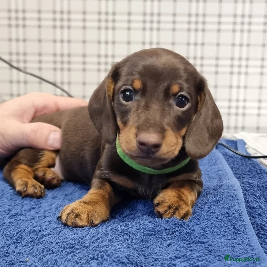 Teckel (korthaar)  honden te koop: Kortharige dwergteckel pups in Amersfoort - Advertentie 3