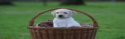 Labrador Retriever honden te koop: Lief blond labrador teefje - Advertentie 7