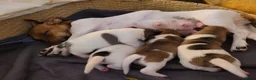 Jack Russel Terriër honden te koop: 4 Jack russel pups te koop in Maastricht - Advertentie 3