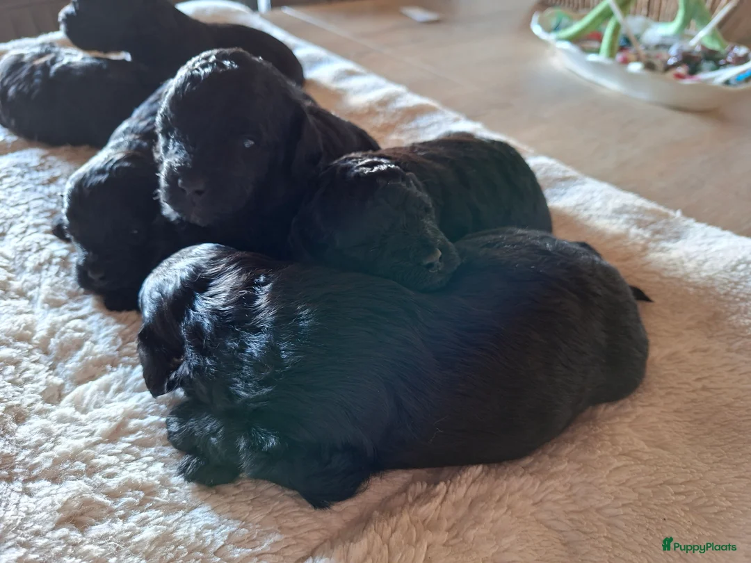 Shihpoo honden te koop: Te koop aangeboden Shihpoopups - Advertentie 4