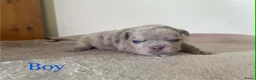 Franse Bulldog honden te koop: Franse bulldog pups  - Advertentie 2