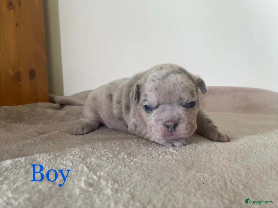 Franse Bulldog honden te koop: Franse bulldog pups  - Advertentie 2