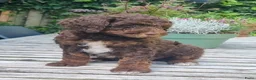 Australian Labradoodle honden te koop: Australian Labradoodle pups - Advertentie 1
