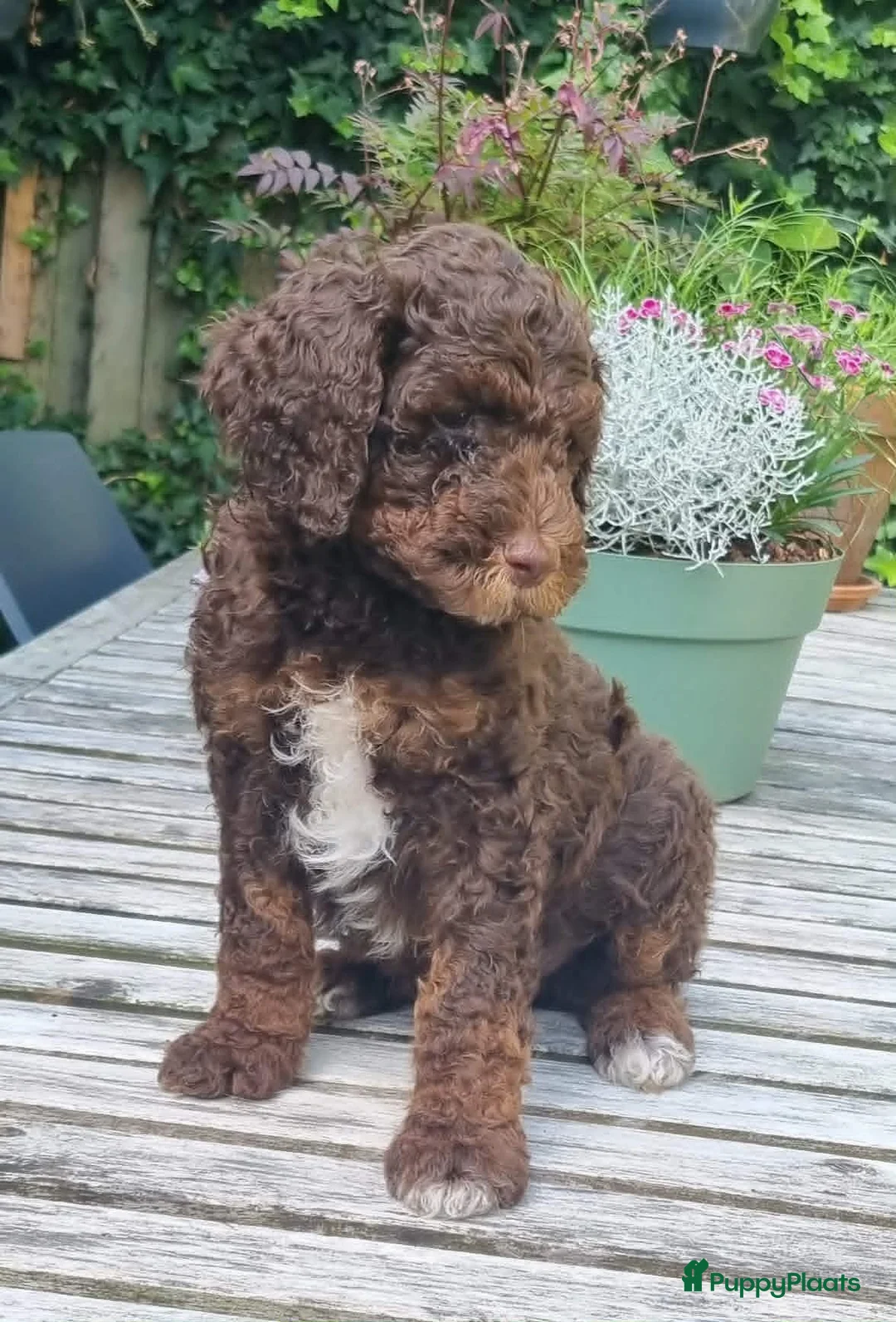 Australian Labradoodle honden te koop: Australian Labradoodle pups - Advertentie 1