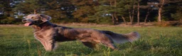 Weimarse Staande Hond langhaar honden te koop: Weimaraner Langhaar Pups met Stamboom - Advertentie 12