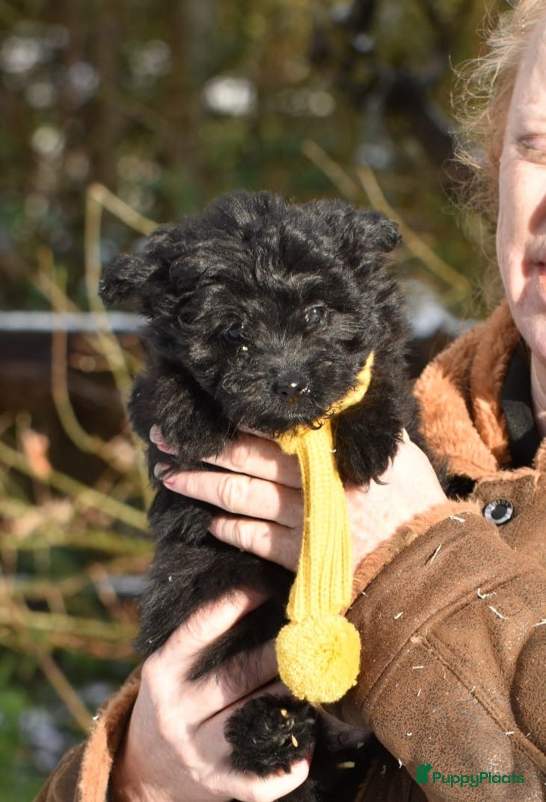 Kruising honden te koop: Zeer lieve pluizenbolletjes met krul 🤗 PomxPoedel - Advertentie 12