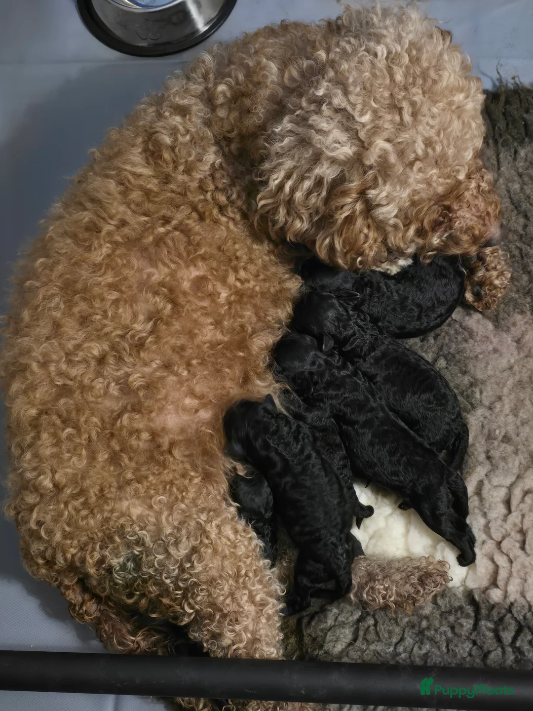 Poedel Toy honden te koop: Lieve toy poedeltjes - Advertentie 2