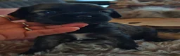 Tibetaanse Terriër honden te koop: Raszuivere Tibetaanse Terriër pups  - Advertentie 23