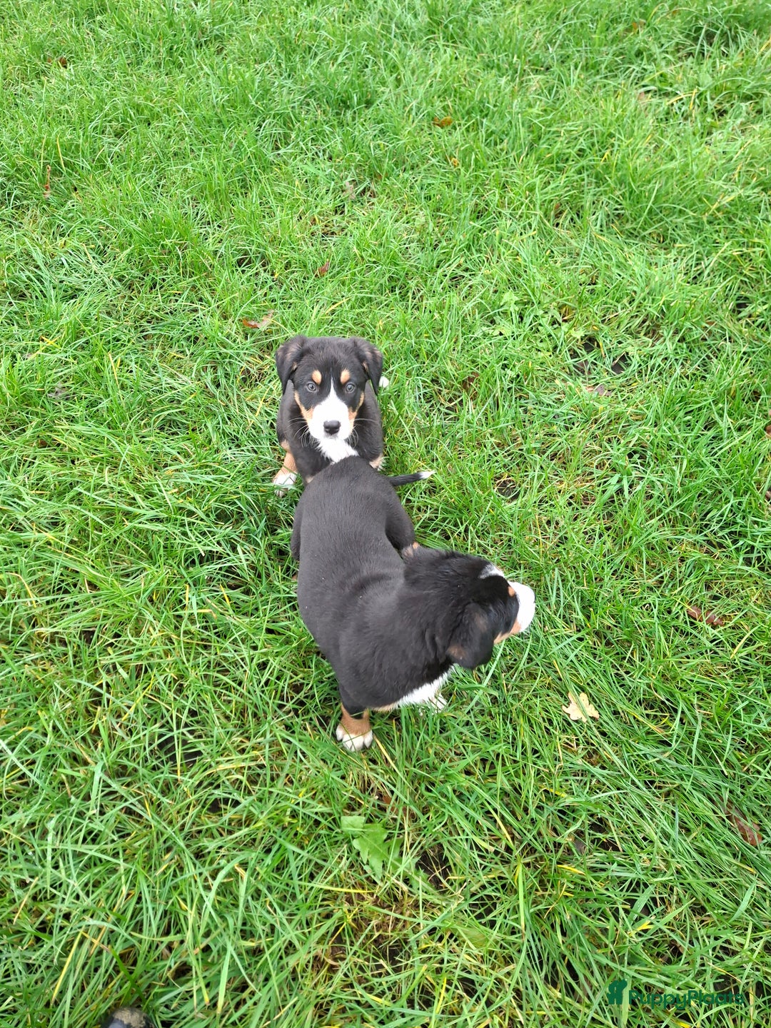 Grote Zwitserse Sennenhond honden te koop: Grote zwitserse sennen pups - Advertentie 16