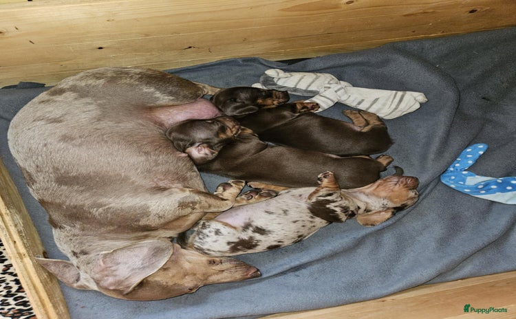 Teckel (korthaar)  honden - Advertentie 1