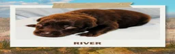 Australian Kelpie honden te koop: Australian Kelpie pups zoeken actieve baasjes - Advertentie 6