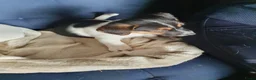 Jack Russel Terriër honden te koop: Speelse gezonde RASZUIVER JACK RUSSELpups LAAGBEEN - Advertentie 7